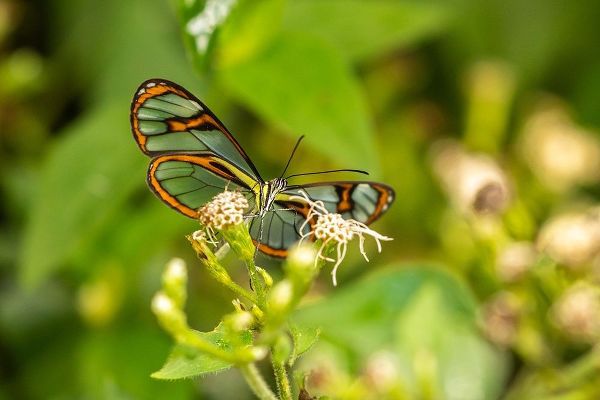 Caribbean-Trinidad-Asa Wright Nature Center Agnosia clearwing butterfly feeding